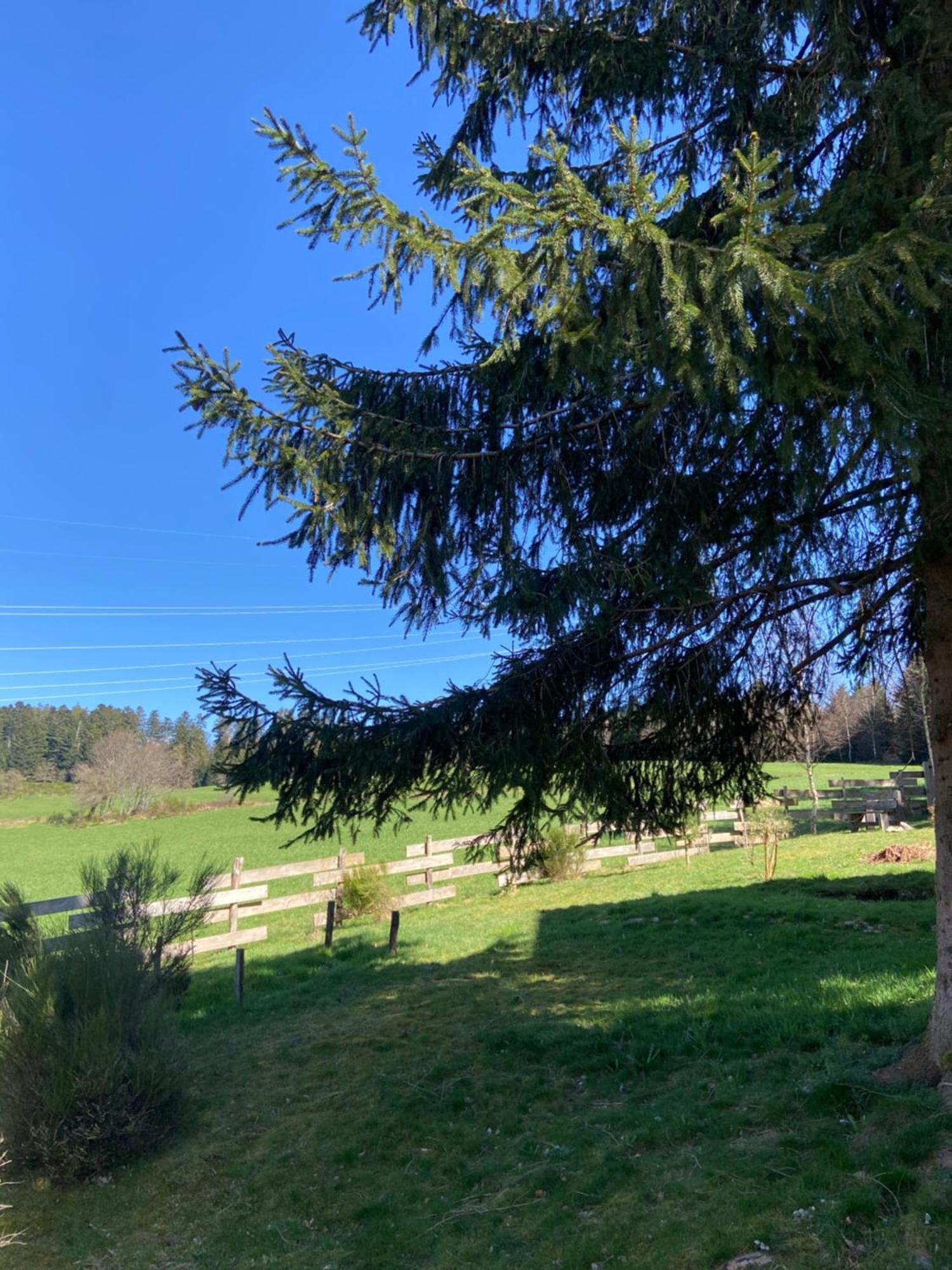 Chalet Authentique Au Calme, En Lisiere De Foret, Montagne, Sentiers 15Mn Gerardmer & Alsace "Chalet Mon Beau Sapin" Anould Esterno foto