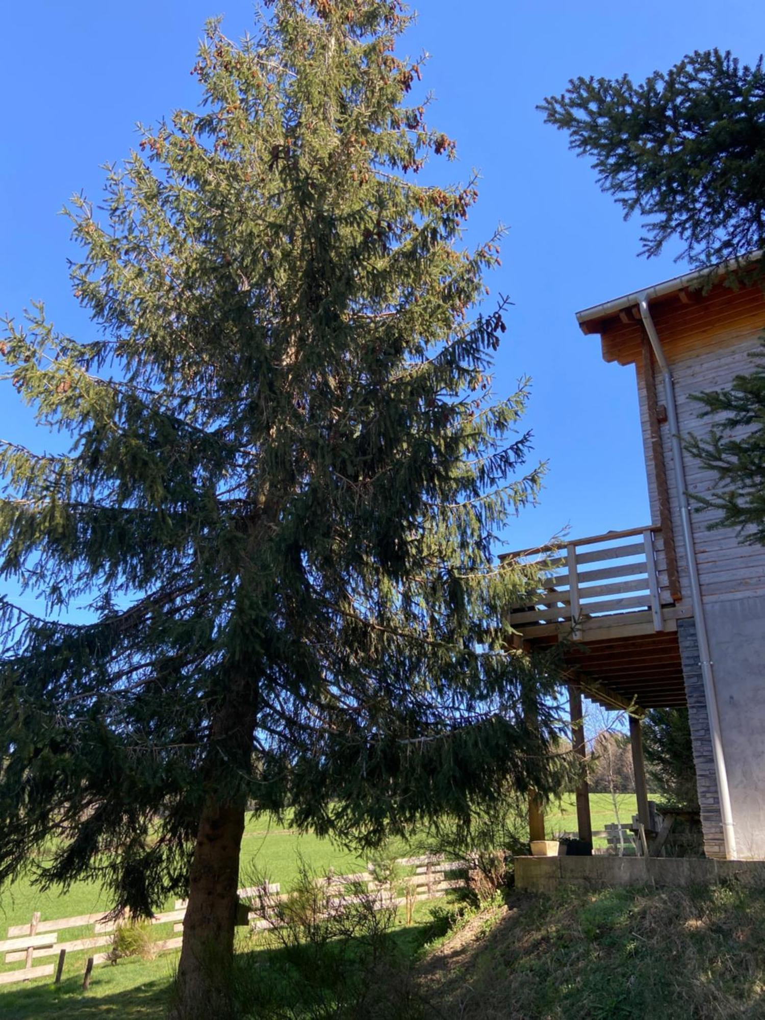 Chalet Authentique Au Calme, En Lisiere De Foret, Montagne, Sentiers 15Mn Gerardmer & Alsace "Chalet Mon Beau Sapin" Anould Esterno foto